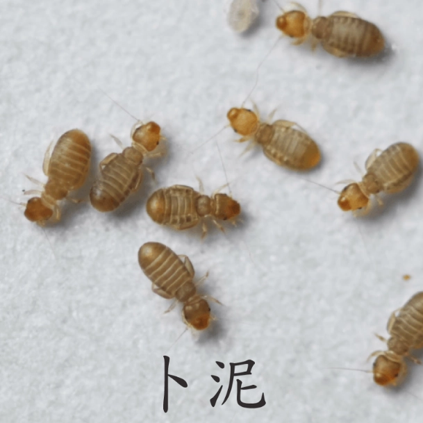 居家害蟲防治 居家害蟲防治