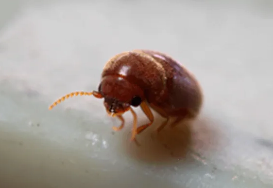 台灣常見害蟲 台灣常見害蟲