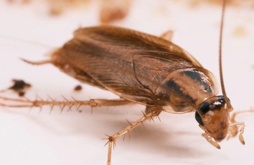 蟑螂防治 蟑螂防治