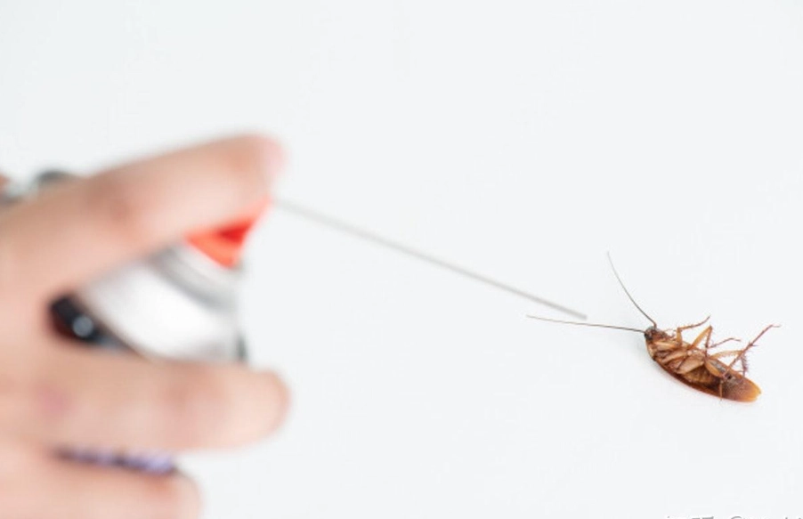 蟑螂藥推薦 蟑螂藥推薦