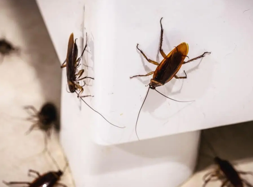 蟑螂怕什麼 蟑螂怕什麼