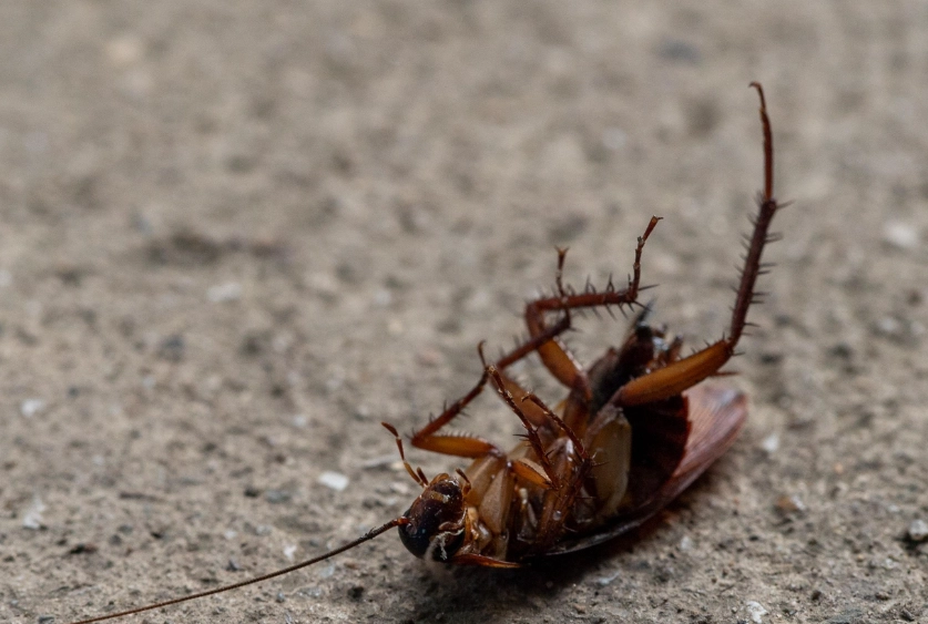 蟑螂怕什麼味道