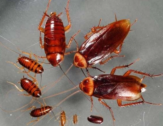 小蘇打粉消滅蟑螂