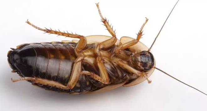 居家 害蟲 防治