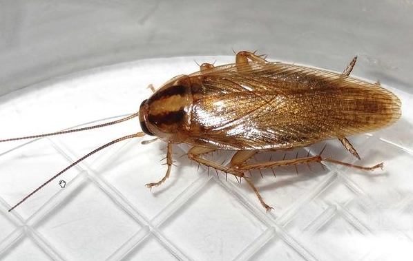 蟑螂怕什麼味道