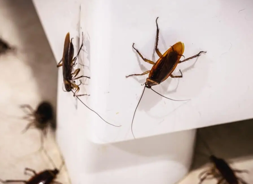 會飛的蟑螂處理