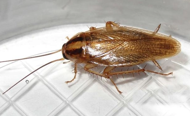 灰色蟑螂 種類 灰色蟑螂 種類