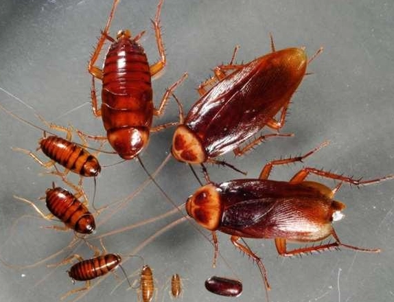 德國蟑螂 防治 德國蟑螂 防治