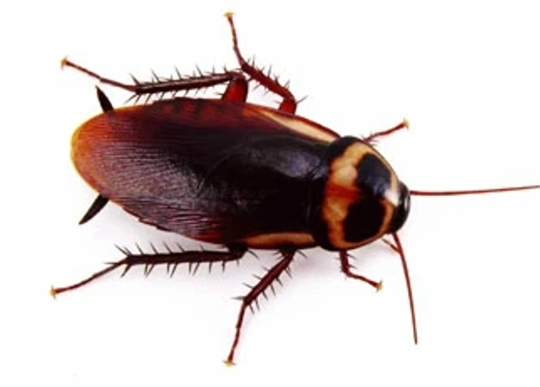 灰色蟑螂 種類 灰色蟑螂 種類