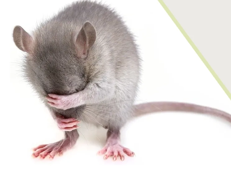 老鼠防治