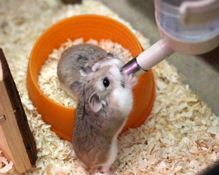 倉鼠可以活多久