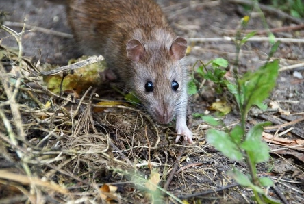 如何驅趕老鼠