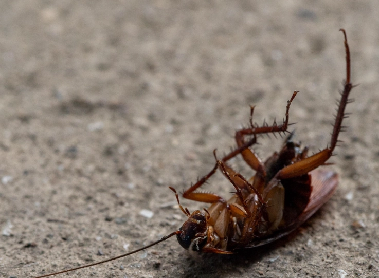 德國蟑螂 防治 德國蟑螂 防治