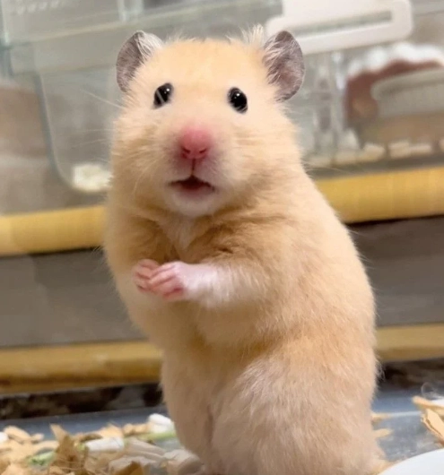 倉鼠可以活多久