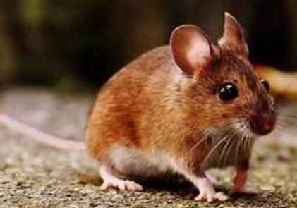老鼠怕的味道