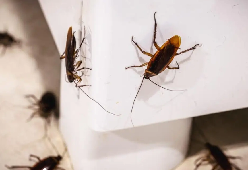 蟑螂 怕甚麼 蟑螂 怕甚麼