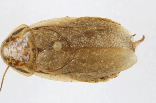 蟑螂 怕甚麼 蟑螂 怕甚麼