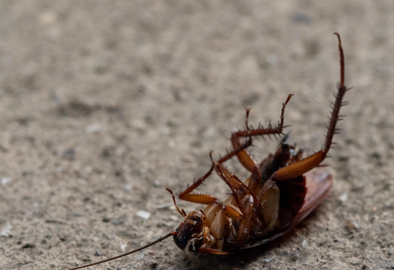 漂白水拖地防蟑螂 漂白水拖地防蟑螂