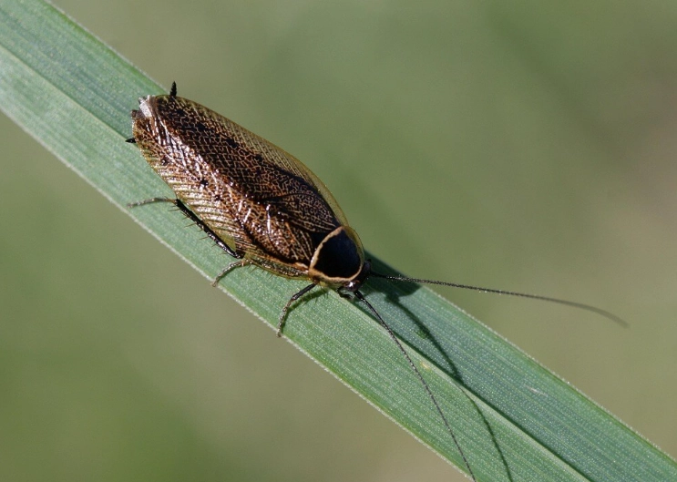 漂白水拖地防蟑螂 漂白水拖地防蟑螂