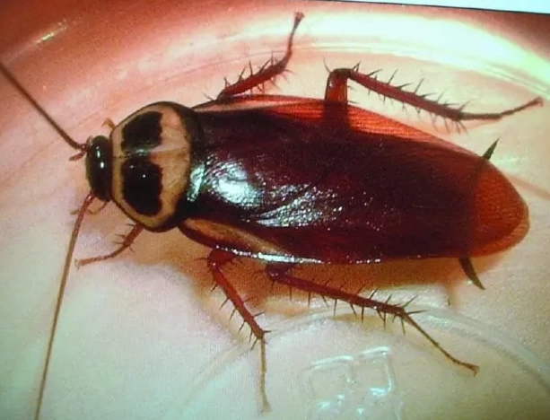 家居清潔防蟲 家居清潔防蟲