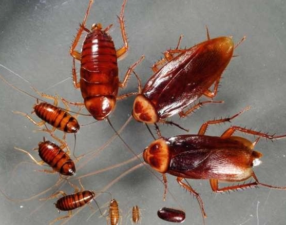 家居清潔防蟲 家居清潔防蟲