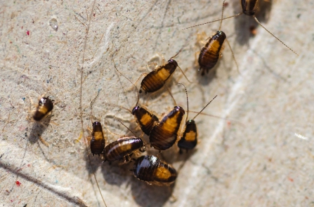 家居清潔防蟲 家居清潔防蟲