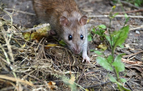 陽台鼠害防治 陽台鼠害防治
