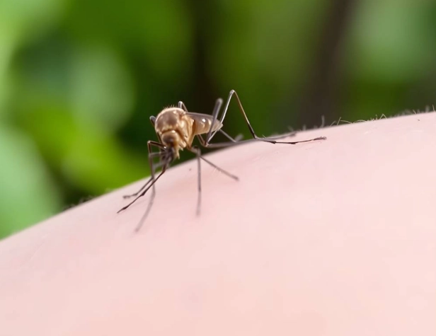 蚊子包消腫時間