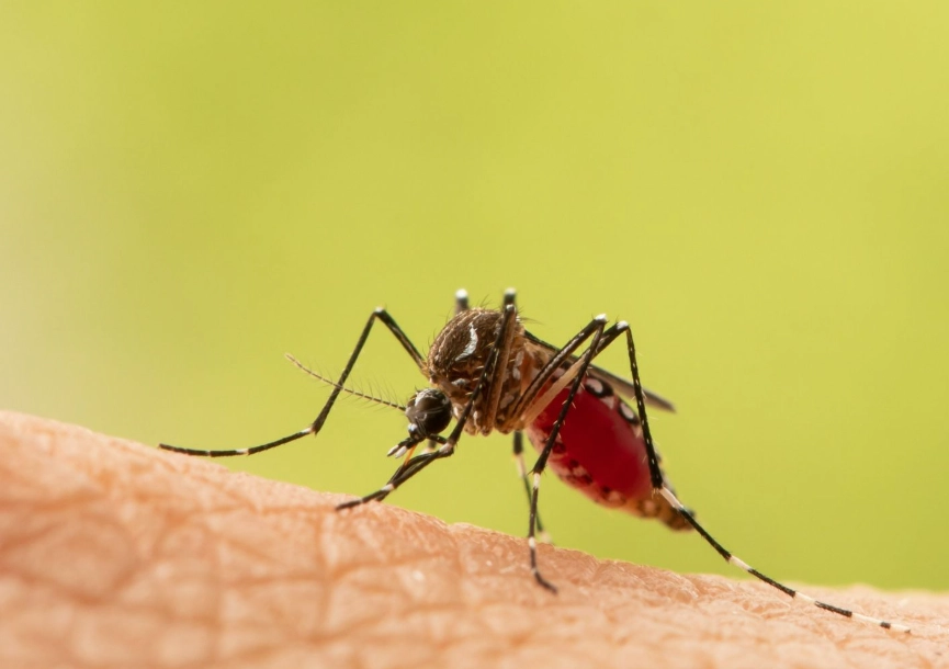 蚊子叮多久會消