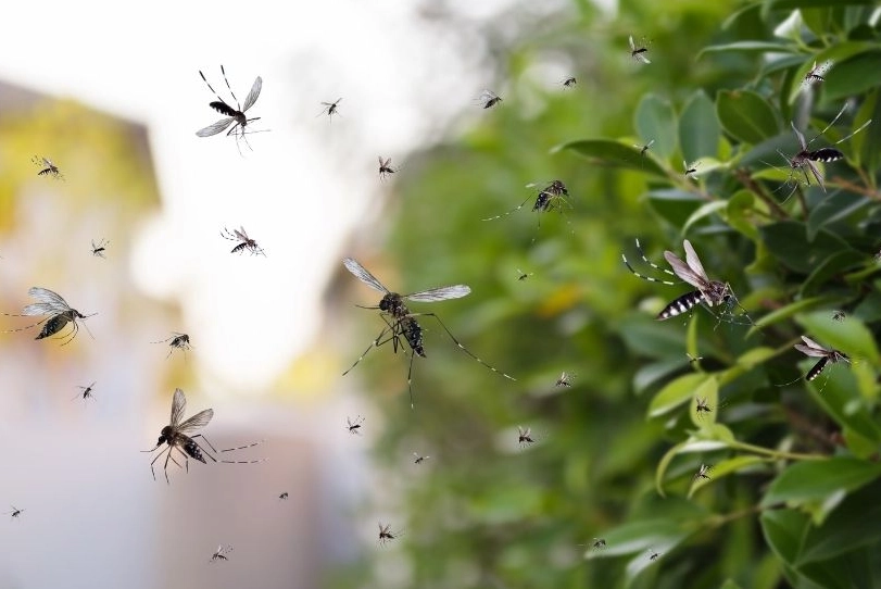 滅蚊燈推薦 滅蚊燈推薦