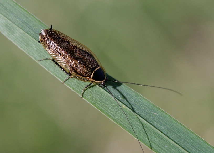 蟑螂躲藏處 蟑螂躲藏處