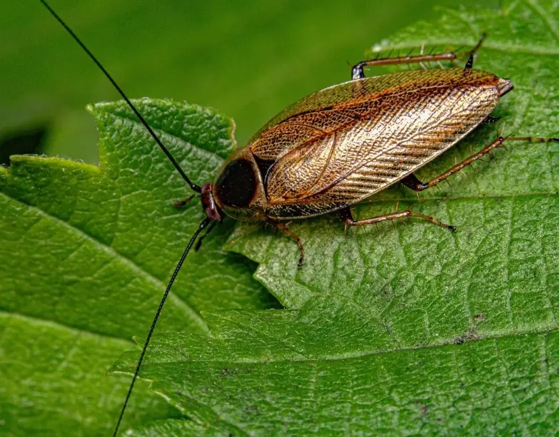 蟑螂生命週期階段