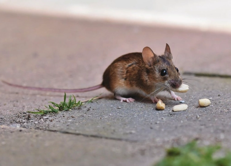 老鼠驅趕方法 老鼠驅趕方法