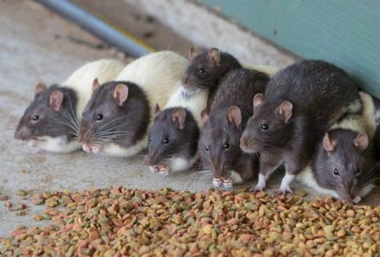 超音波驅鼠器 超音波驅鼠器