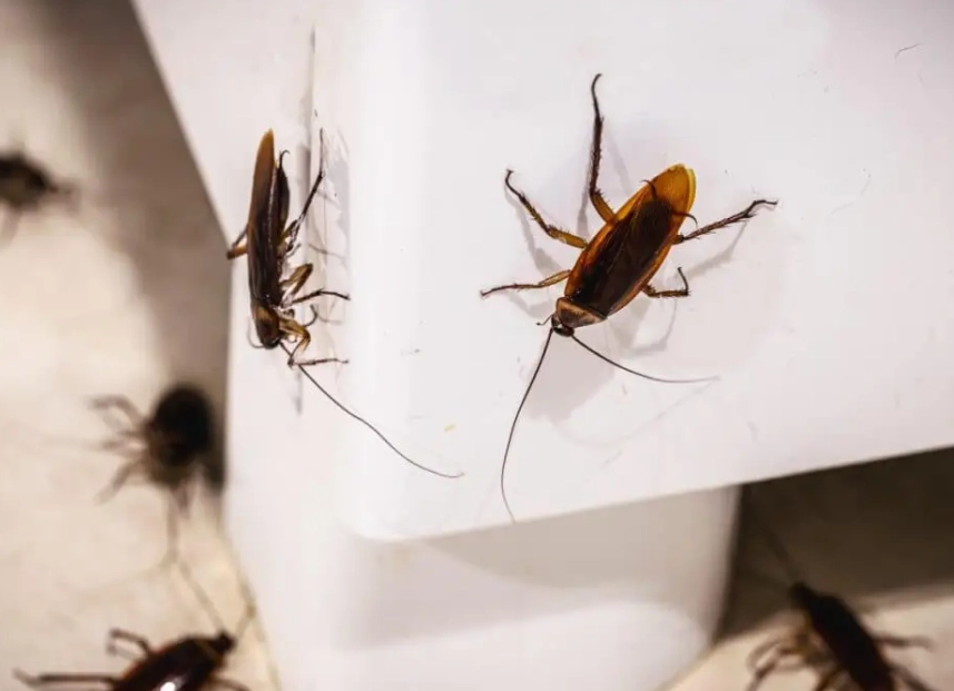 蟑螂躲藏處 蟑螂躲藏處