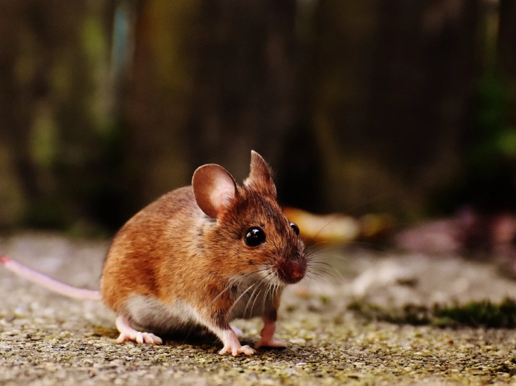 超音波驅鼠器 超音波驅鼠器