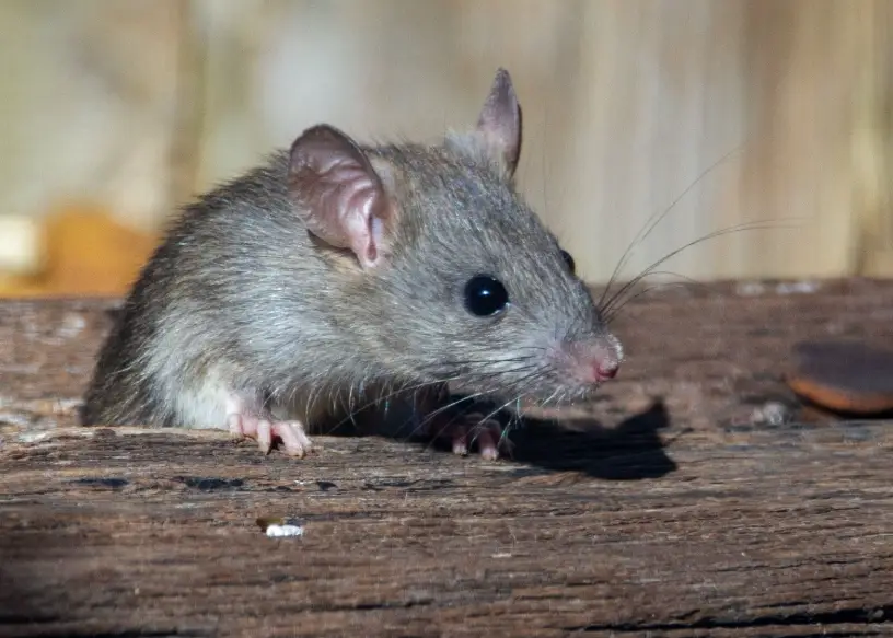 老鼠驅趕方法 老鼠驅趕方法