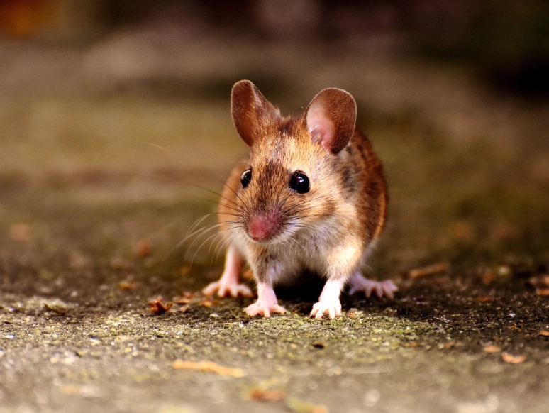 水溝老鼠 生命力