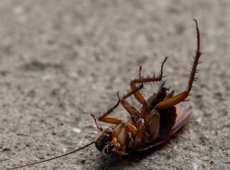 消滅蟑螂方法 消滅蟑螂方法