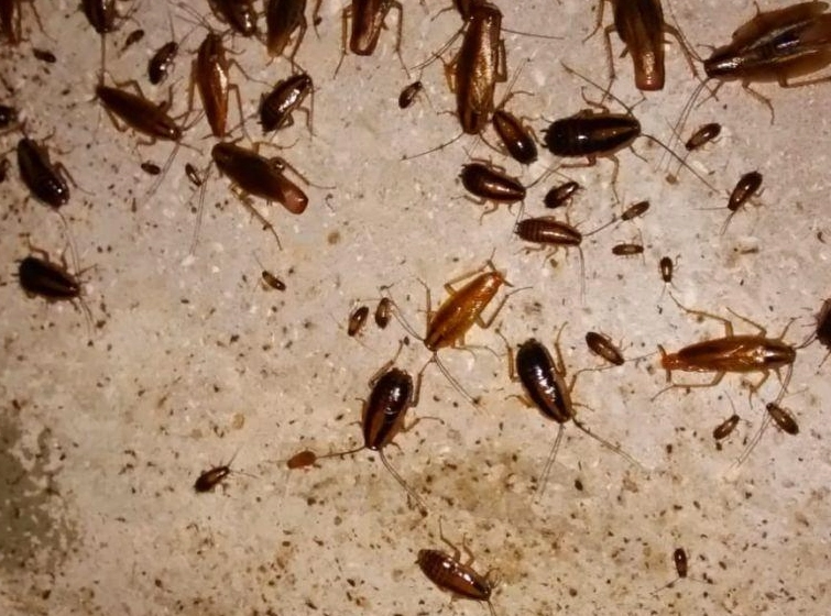 消滅蟑螂方法 消滅蟑螂方法