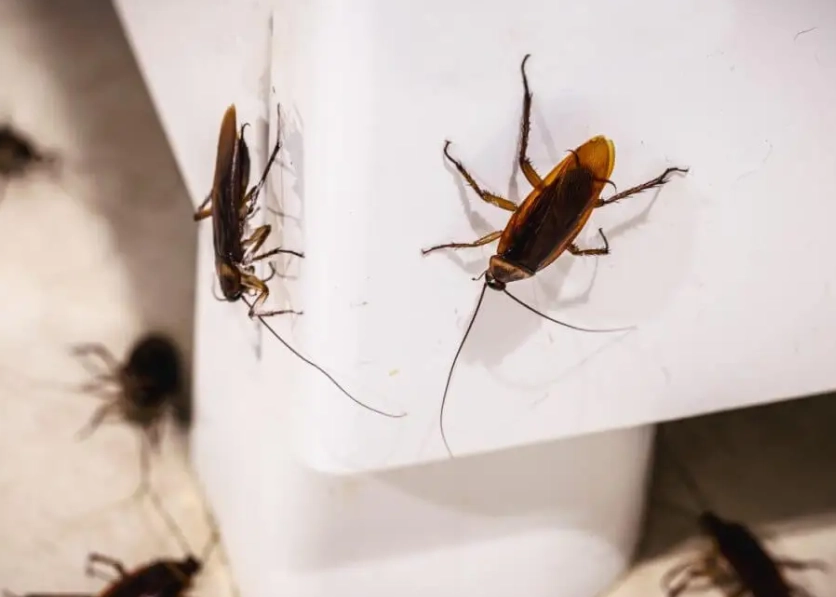 如何消滅小蟑螂