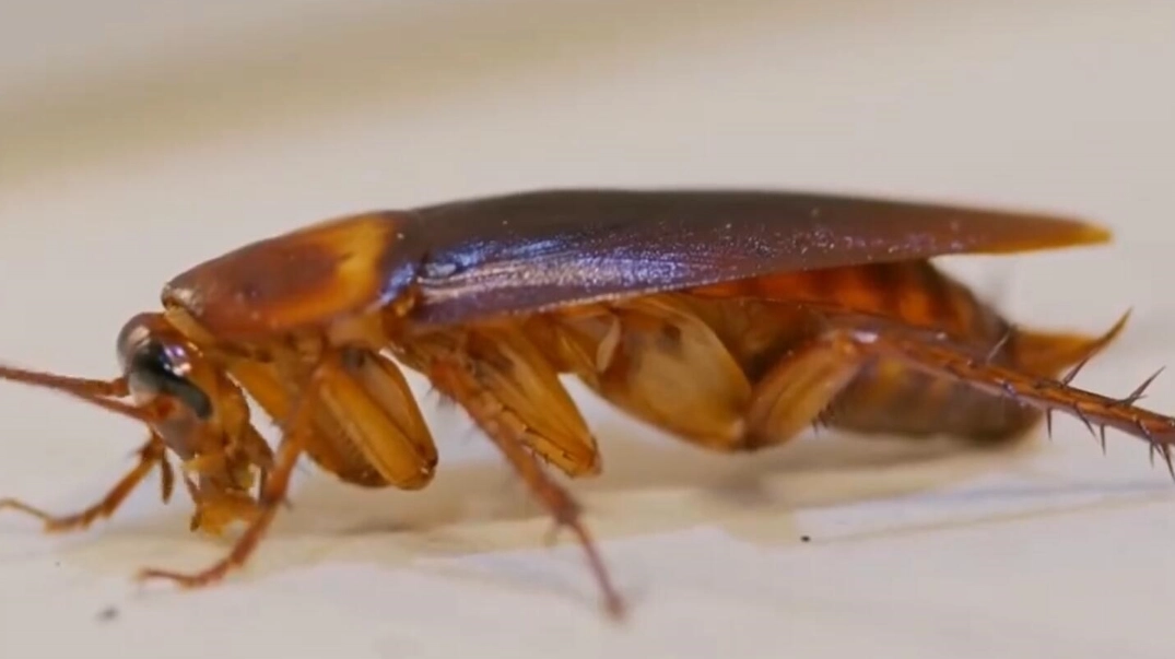 如何消滅小蟑螂