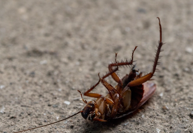 小蟑螂出現原因