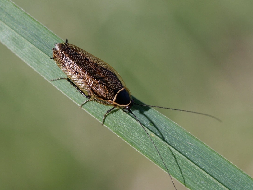 遇到蟑螂不敢打怎麼辦