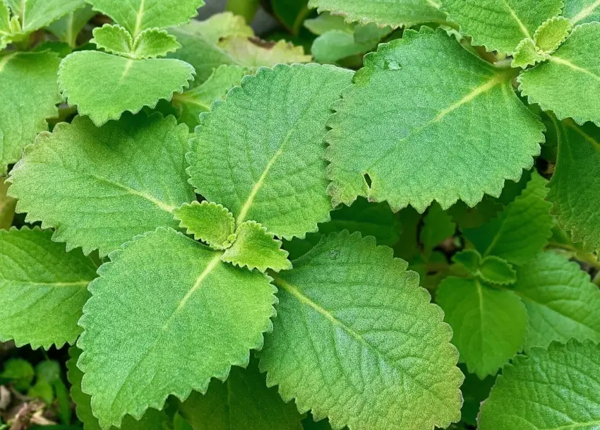 防蚊液酒精比例