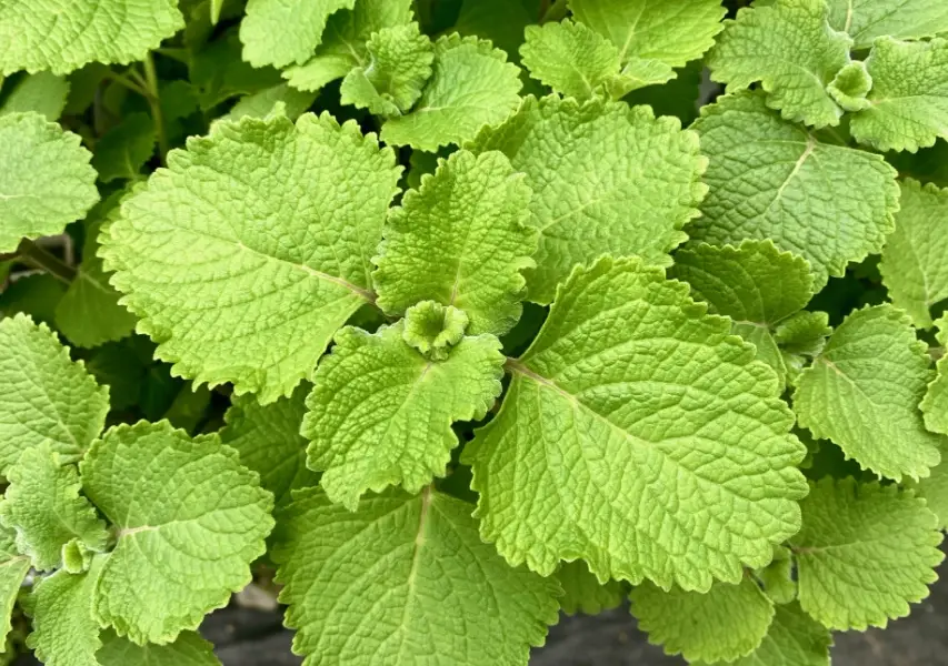 防蚊液酒精比例