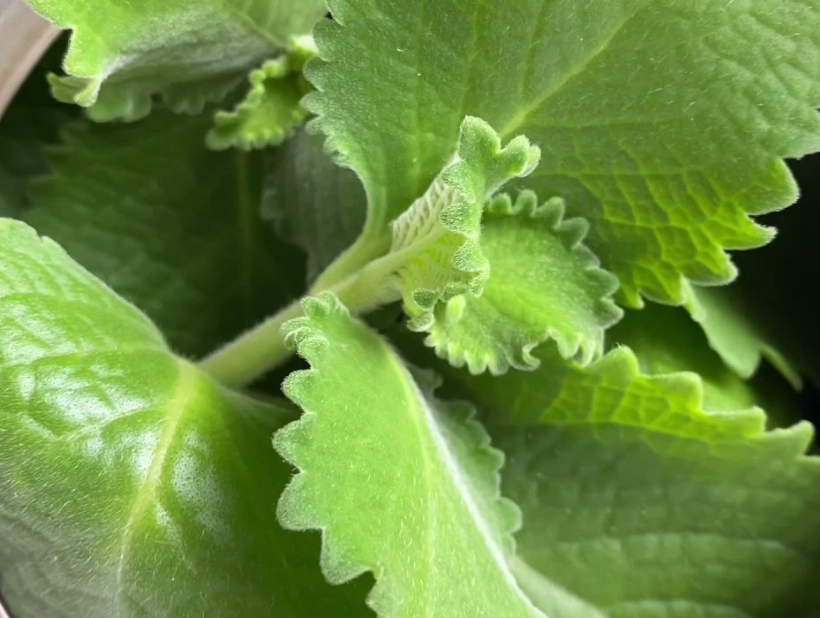 左手香防蚊液製作