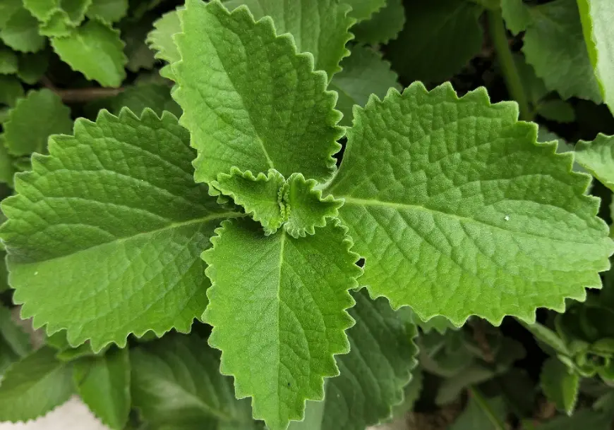 左手香防蚊液製作