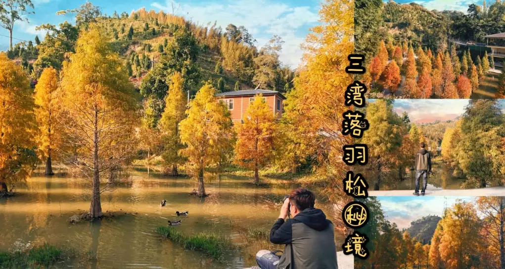 三灣落羽松秘境