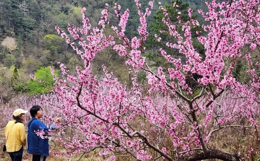 桃花幾月開
